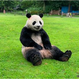 絶滅危惧種パンダを買うといくら ガジェット通信 Getnews