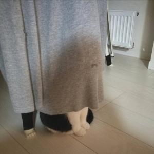 猫のいびきを見過ごさないで 心配な猫の いびき と原因は ガジェット通信 Getnews