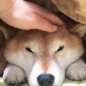 色鉛筆で描かれた柴犬に 色鉛筆って極めるとこんな凄いんですね 感動の声多数 ガジェット通信 Getnews