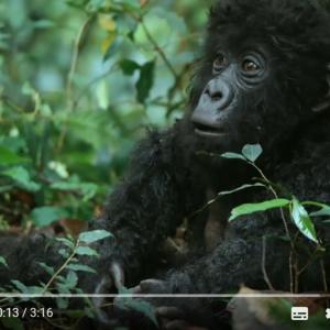 コラム 映画 ランペイジ 巨獣大乱闘 の白いゴリラは実在する 地球の歴史上最大の動物とは 動物行動学者 新宅広二 ガジェット通信 Getnews