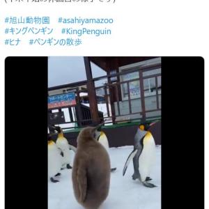動画 ノルウェー軍近衛部隊のマスコットペンギンが准将に昇進 ニルス オーラヴ卿に敬礼 ガジェット通信 Getnews