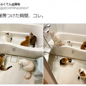 でんきタイプのポケモン 美猫写真にネット大反響 ニャンダース ニャンパチ との声 ガジェット通信 Getnews