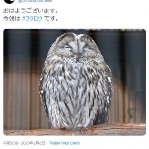 呆然と立ち尽くす二体の謎の生物の動画ツイートに エイリアンの正体はこれか フクロウだと言われても宇宙人に見える コメント集まる ガジェット通信 Getnews