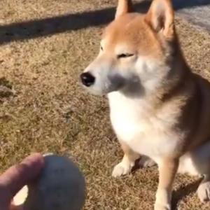 ペリカン 捕食 犬 ただかわいい犬