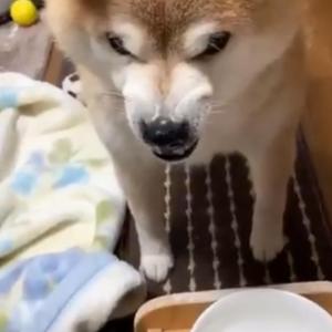 柴犬が背負われて初詣に行った結果 温かくて良いリズムでウトウト 楽ちんだワ ン ガジェット通信 Getnews