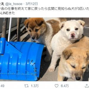 最後に絶望的な顔になった理由は 言葉を理解するタヌキと拾い主の女性を描いたマンガ 雨と君と が淡々と可笑しい ガジェット通信 Getnews