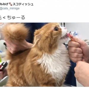 猫をうっかりクローゼットに閉じ込めてしまった結果 かわいすぎる怒り顔にtwitter民悶絶 ガジェット通信 Getnews