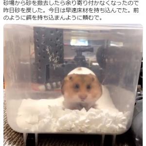 夏祭りの屋台でハムスター釣りが動物虐待と非難殺到 みんなは許せる ガジェット通信 Getnews