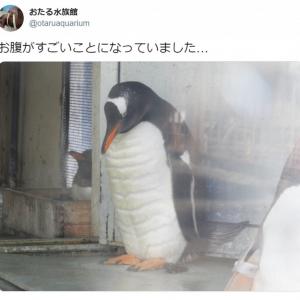 ギャップがたまらない 筋肉ムキムキくまさんのパン がtwitterで大人気 森で出会ったら一撃でやられる ナイスバルク との声 ガジェット通信 Getnews