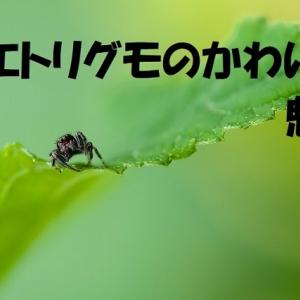 えっ ハエトリグモって懐くの 飼い主の指にバンザイでしがみつく姿がとってもカワイイ ガジェット通信 Getnews