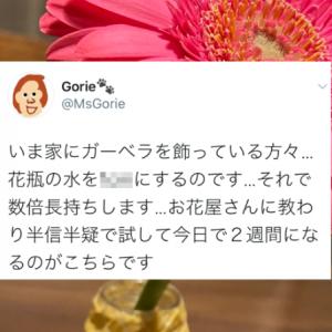 ガーベラの花言葉は ガーベラを贈る際は本数と赤い色に気を付けて ガジェット通信 Getnews