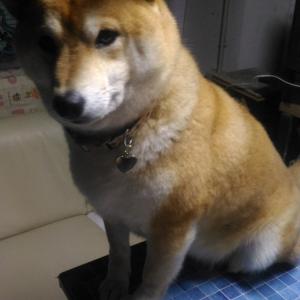 柴犬が背負われて初詣に行った結果 温かくて良いリズムでウトウト 楽ちんだワ ン ガジェット通信 Getnews