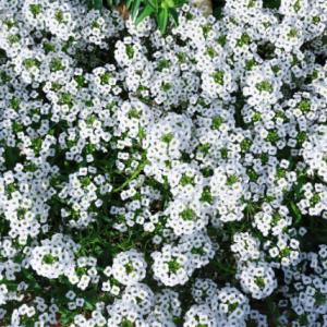 花梨の花言葉はなに 縁起物として昔から庭木にされる花梨は梨とは無関係だった ガジェット通信 Getnews