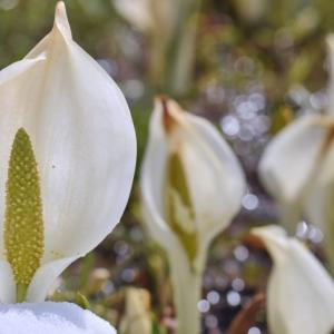 花梨の花言葉はなに 縁起物として昔から庭木にされる花梨は梨とは無関係だった ガジェット通信 Getnews