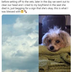 犬も Twitter に投稿できる 犬語翻訳アプリ バウリンガル For Iphone ガジェット通信 Getnews