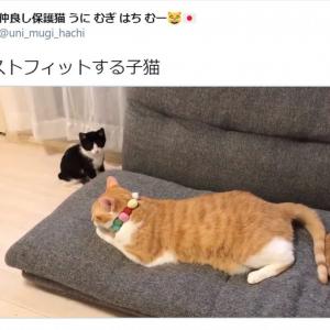 うちの猫のカッコイイポーズ 足を伸ばす猫動画が話題に ナゾの後ろ足 シッポピーン ガジェット通信 Getnews