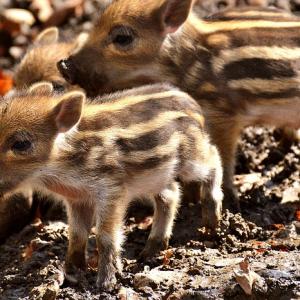 ペッカリー ヘソイノシシとも呼ばれる 南北アメリカ大陸のイノシシに似た動物 ガジェット通信 Getnews