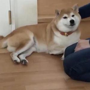 うちの猫のカッコイイポーズ 足を伸ばす猫動画が話題に ナゾの後ろ足 シッポピーン ガジェット通信 Getnews