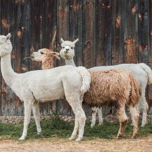 無料ダウンロード リャマとアルパカの違い ペルー リャマとアルパカの違い