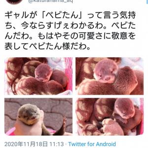 飼育員 ビーバーの子どもはタワシに似ている 千葉市動物公園が実際に検証 ガジェット通信 Getnews