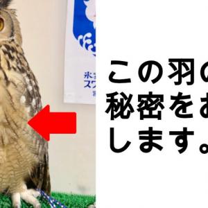 呆然と立ち尽くす二体の謎の生物の動画ツイートに エイリアンの正体はこれか フクロウだと言われても宇宙人に見える コメント集まる ガジェット通信 Getnews