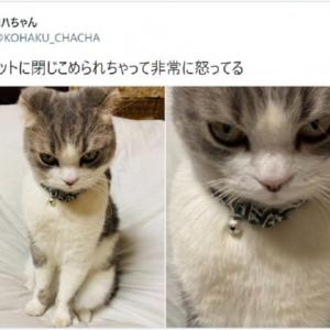 猫をうっかりクローゼットに閉じ込めてしまった結果 かわいすぎる怒り顔にtwitter民悶絶 ガジェット通信 Getnews