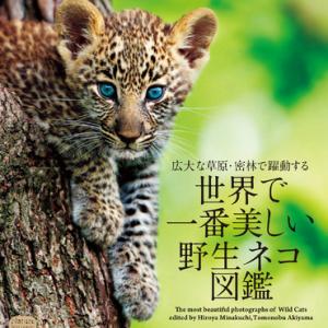 チーター ヒョウ ジャガー ピューマの違いは何 姿や身体能力など生態の違いを紹介 ガジェット通信 Getnews