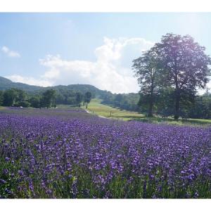 ハーブとして用いられるセージ その花言葉は同じスペルの単語に由来した ガジェット通信 Getnews