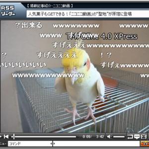 ちゃんと映ってる カメラを見つけて猛烈アピールするインコが面白すぎて笑った ガジェット通信 Getnews