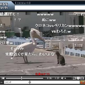 ペリカンvsクロネコの壮絶な戦い ペリカンがクロネコを捕食しようとするも失敗する動画 ガジェット通信 Getnews