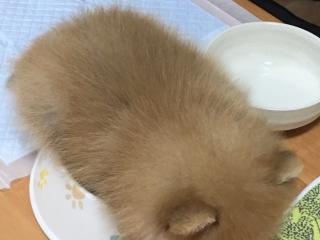 食いしん坊ポメラニアンの赤ちゃんがお皿の上で寝落ちする瞬間 寝てる間にご飯が来て気づけなかったらどうしよう 笑うメディア クレイジー