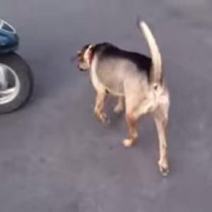 【動物動画】バイクの乗り方が慣れすぎている犬