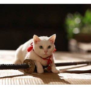 かわいい玉之丞がグッズに、テレビ・映画「猫侍」雑貨・ぬいぐるみなどを発売