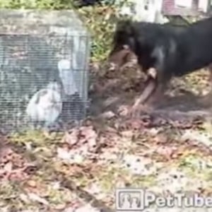 【動物動画】檻からウサギを出してあげる犬