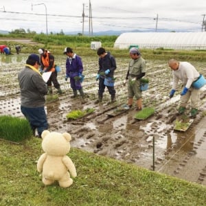 世界最大級!? 超大型テッドが田んぼに出現