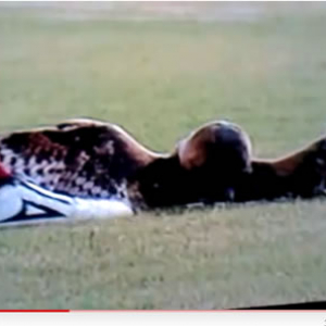 サッカー試合中にフクロウを蹴り飛ばした選手を処分　ファンが「殺人者！」とブーイング