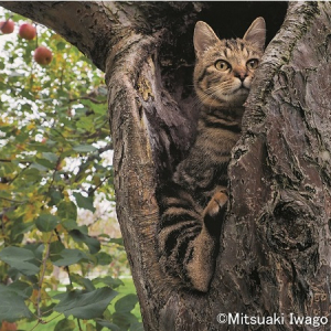 かわいいねこに会いに行こう、岩合光昭さんの写真展を青森県立郷土館・ふくやま美術館で開催