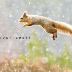 「とびます!とびます!」見てるとやる気が湧いてくる、海や陸の動物までみーんな跳んでる写真集