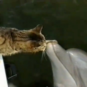 猫とイルカがじゃれ合う癒される動画　仲良すぎ！