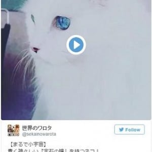 この猫、バロン（『耳をすませば』）だよね？