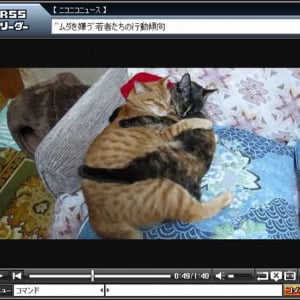 いつも抱き合いながら眠る猫