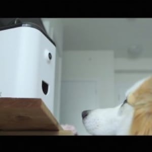 餌やり機能も！留守番中のペットをチェックとコミュニケーションできる「PetBot」