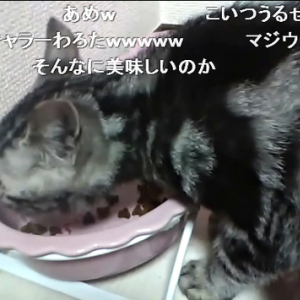 猫が餌を食べながらしゃべる面白い動画　「うまいおうまいお！」