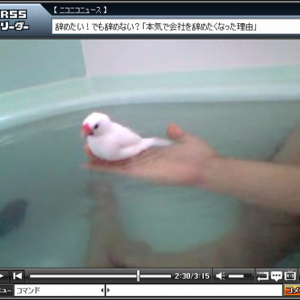 鳥と一緒にお風呂に入る男