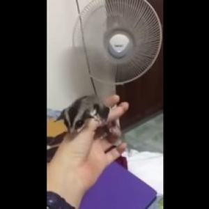 【動物動画】扇風機の風で飛ぼうとするモモンガが超カワイイ！