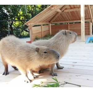 八景島シーパラダイスに仲間入りした、フサフサまつ毛の萌えキャラってなんだ？