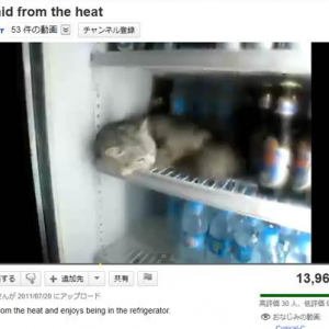冷蔵庫で冷やされているニャンコ