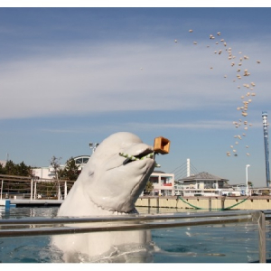 シロイルカが豆をまいて福を呼ぶ！節分は水族館でいっしょに豆まきタイム