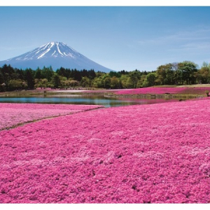 ご当地グルメも出店！80万株の芝桜と富士山の絶景を楽しむ「富士芝桜まつり」が今年も開催