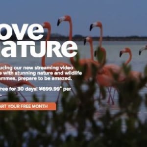 都会の生活に疲れた人に!圧巻の大自然や野生動物の姿が見られるNetflixの「Love Nature」